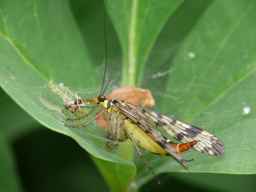 Panorpa vulgaris