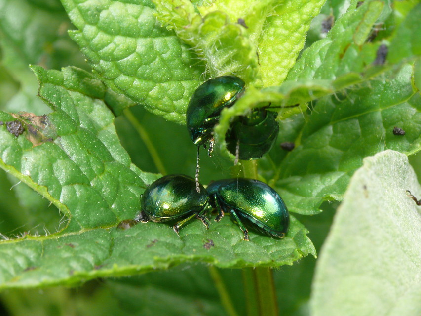Chrysolina herbacea - zöld mentalevelész