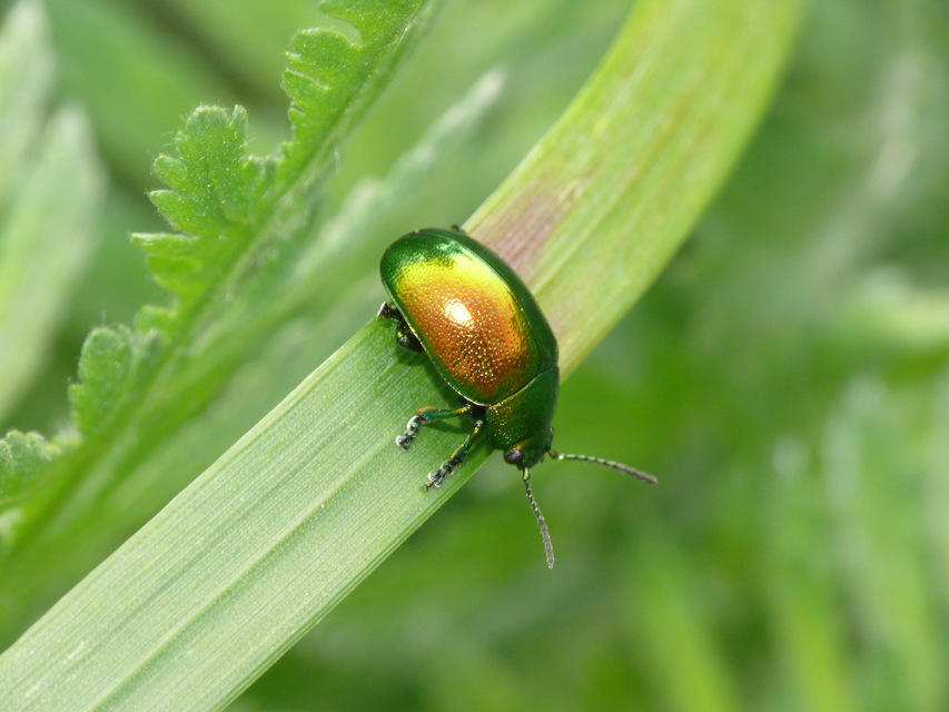 Chrysolina herbacea - zöld mentalevelész