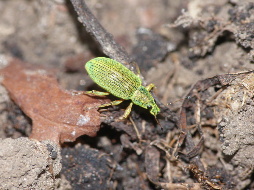 Polydrusus formosus - selymes lombormányos