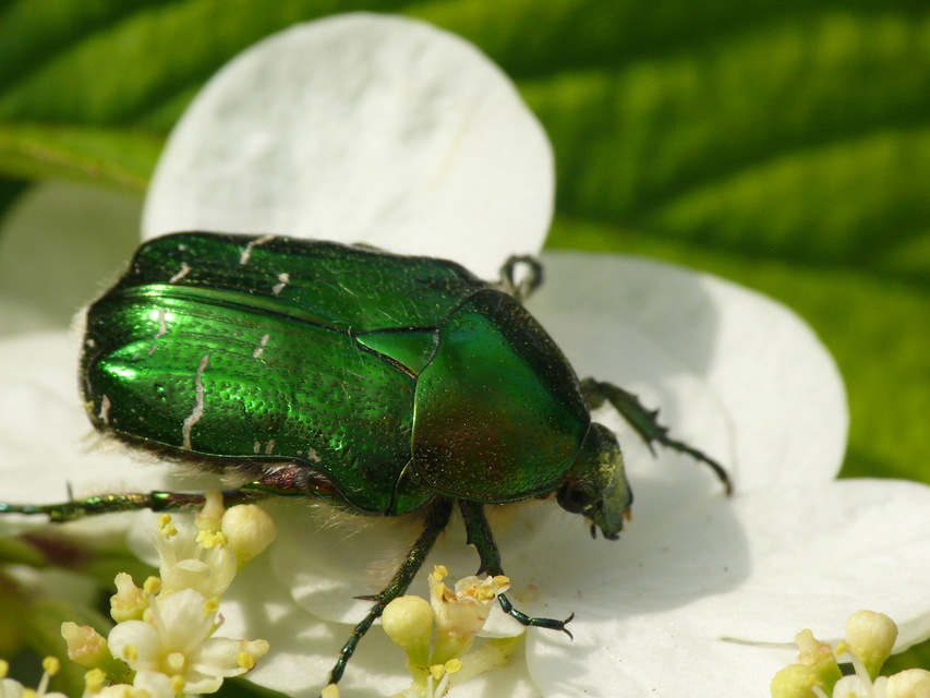 Cetonia aurata - aranyos virágbogár