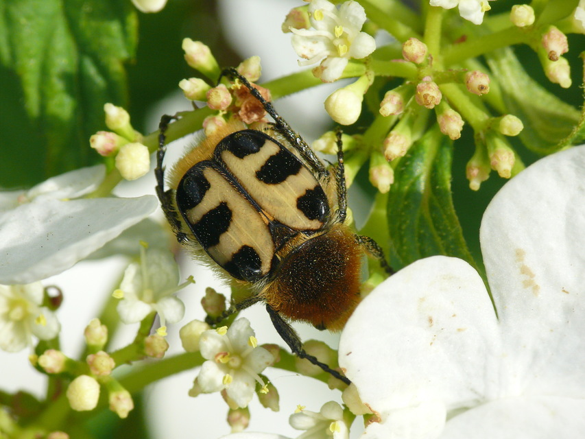 Trichius sexualis - keleti prémesbogár