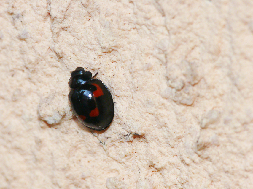 Exochomus quadripustulatus - négyfoltos szerecsenkata