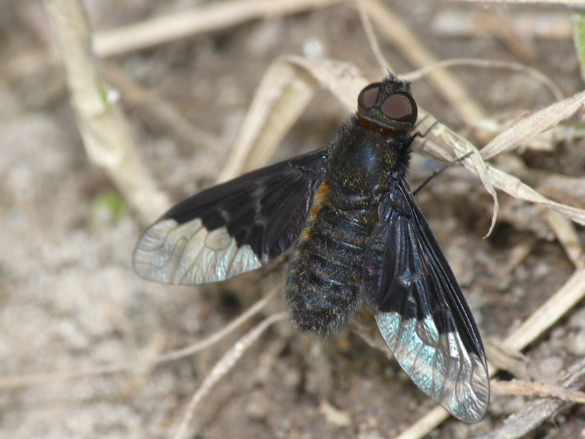 Hemipenthes morio - közönséges gyászlégy