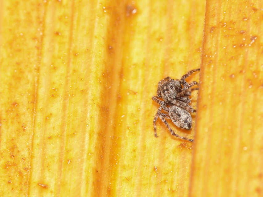 Salticidae - ugrópókok
