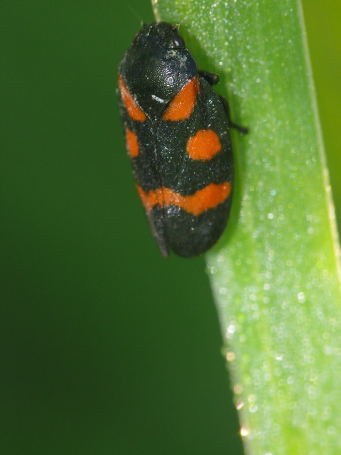 Cercopis