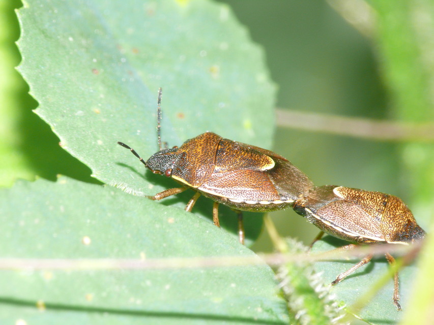 Rubiconia intermedia - bronzos címerespoloska Rubiconia intermedia - bronzos címerespoloska
