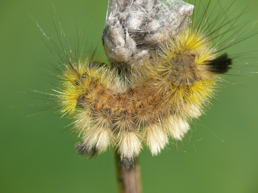 Gynaephora fascelina - vesszős szövő