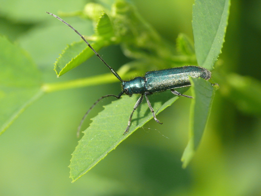 Agapanthia violacea - kék somkórócincér