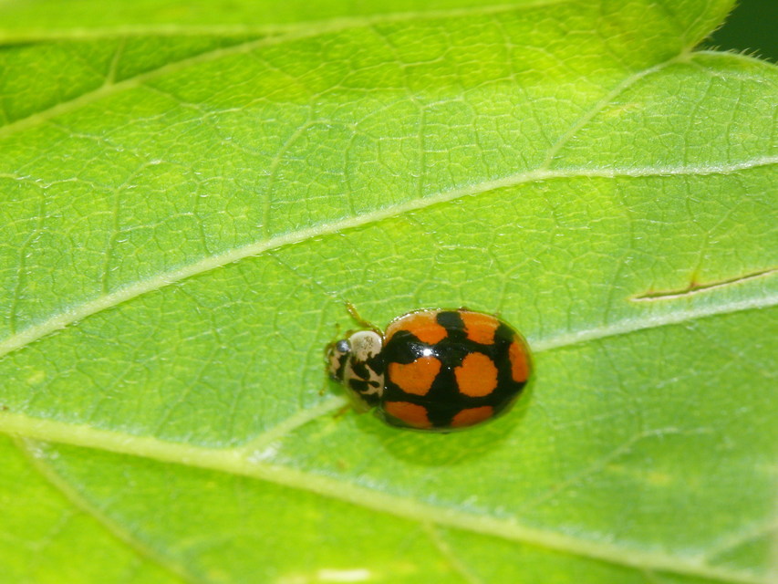 Adalia decempunctata - tízpettyes katica