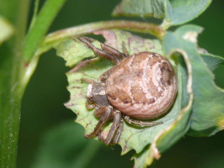 Xysticus