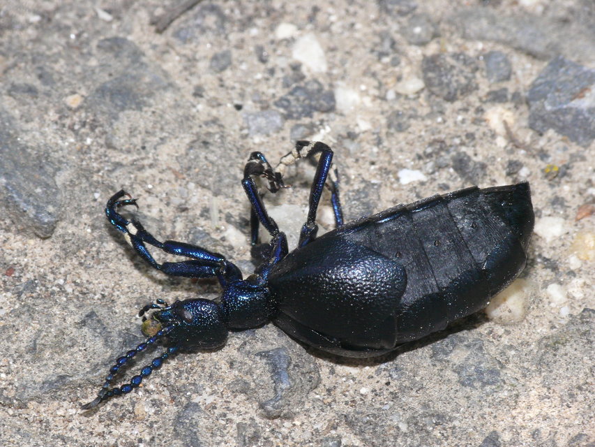 Meloe proscarabaeus - közönséges nünüke