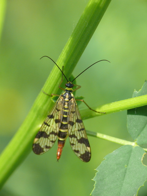 Panorpa vulgaris