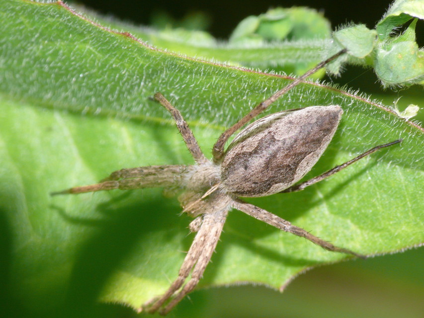 Pisaura mirabilis - csodáspók