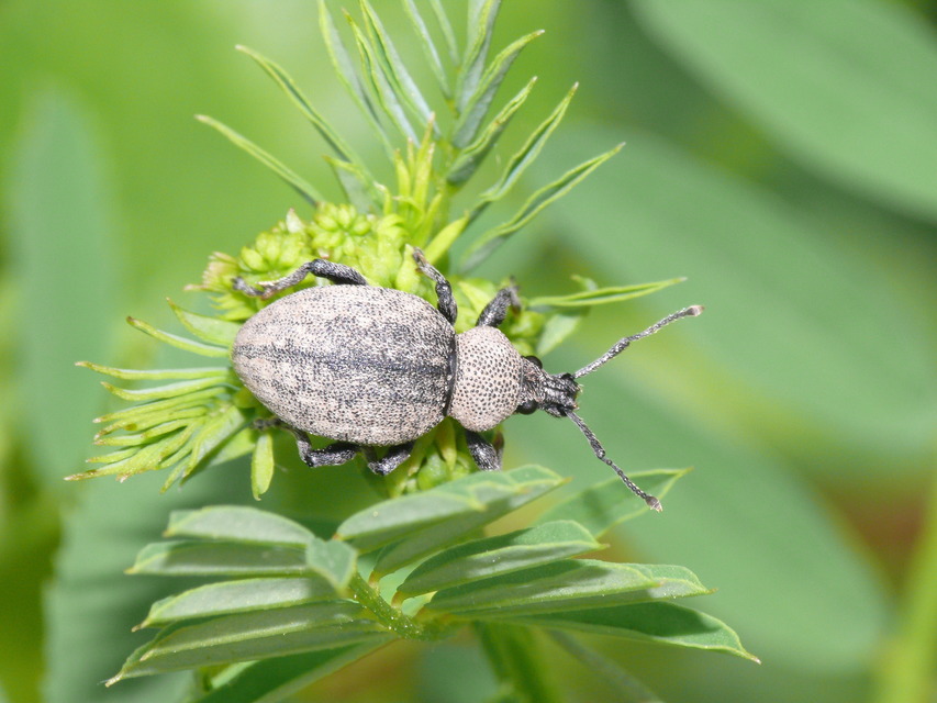 Otiorhynchus ligustici - vincellér-gyalogormányos