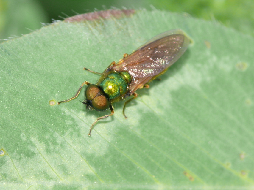 Chloromyia formosa - közönséges fémeslégy
