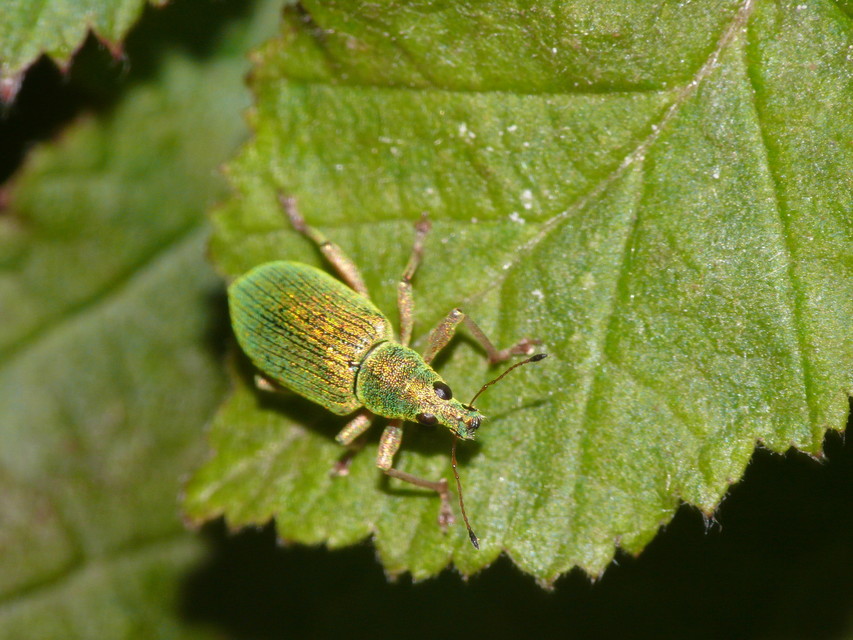 Polydrusus formosus - selymes lombormányos