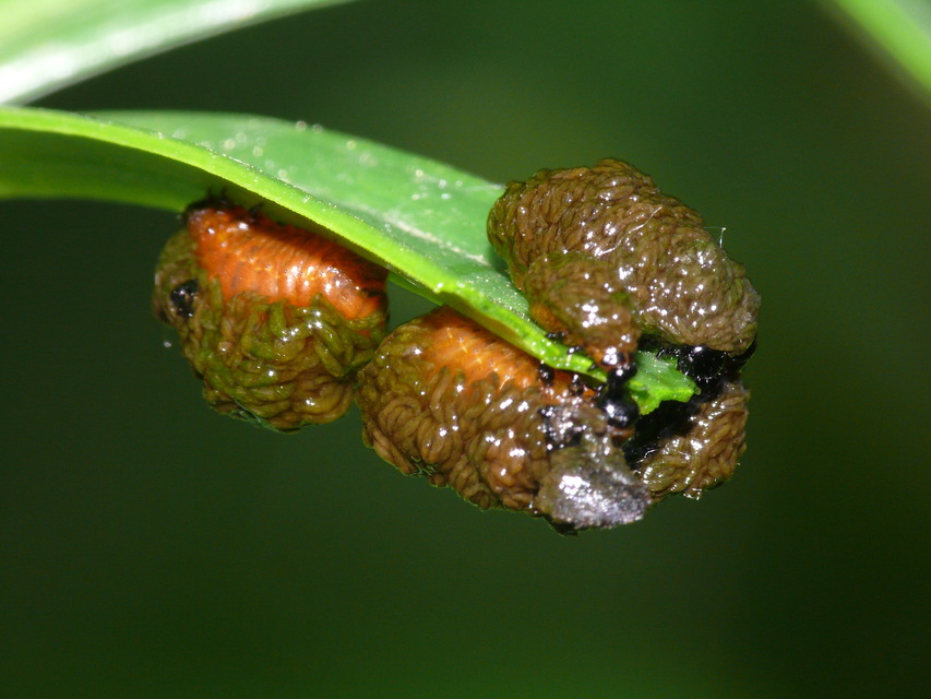 Lilioceris Lilioceris