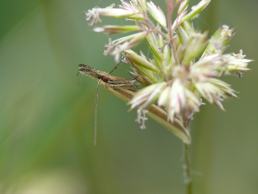 Pleurota