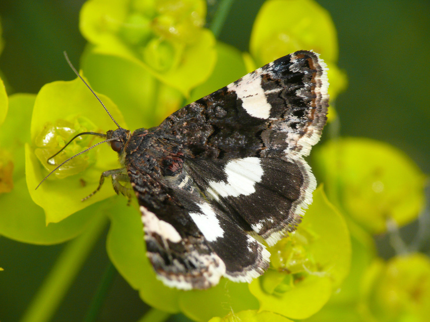 Tyta luctuosa - fekete nappalibagoly