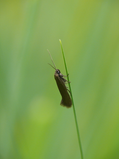 Scythris