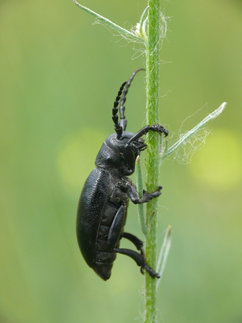 Dorcadion aethiops - fekete gyalogcincér