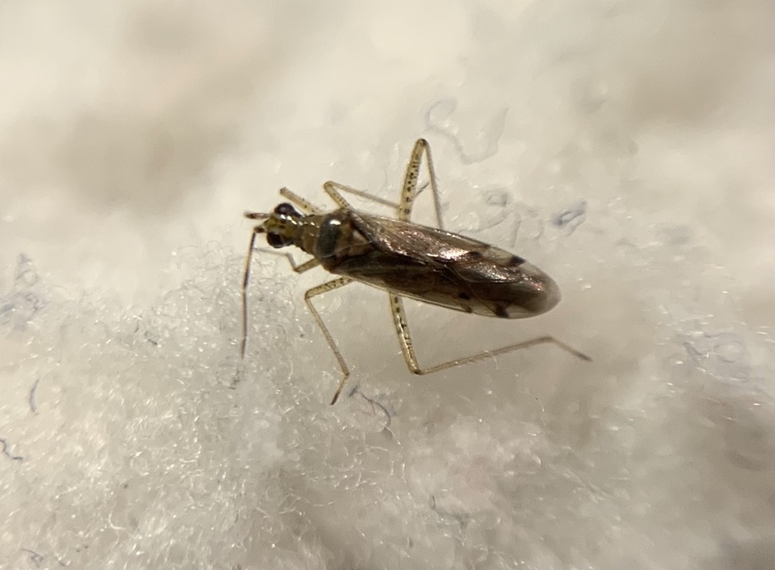Dicyphus errans - karcsúnyakú mezeipoloska