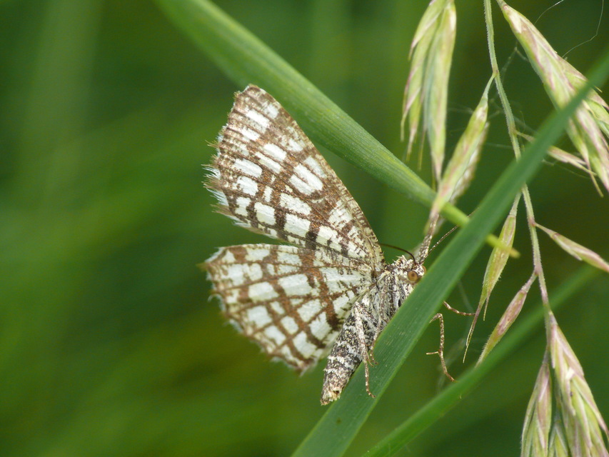 Chiasmia clathrata - rácsos rétiaraszoló