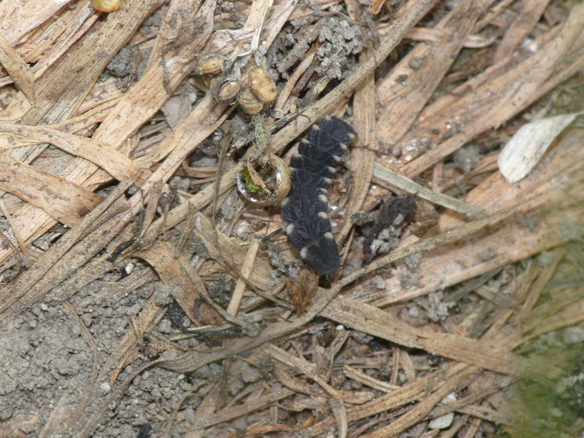Lampyris noctiluca - nagy szentjánosbogár
