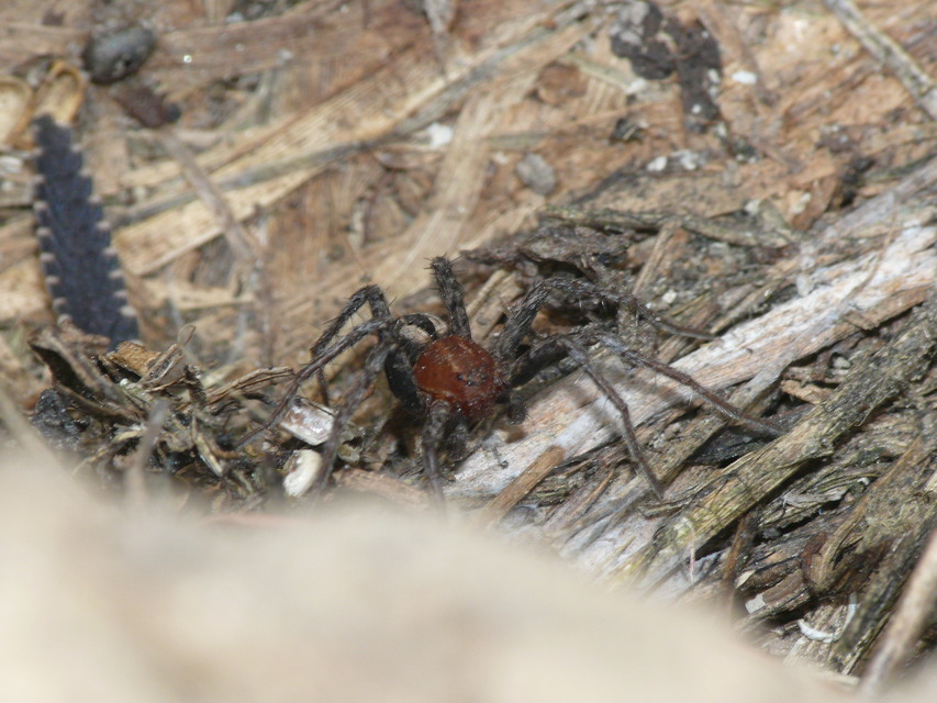 Thanatus arenarius
