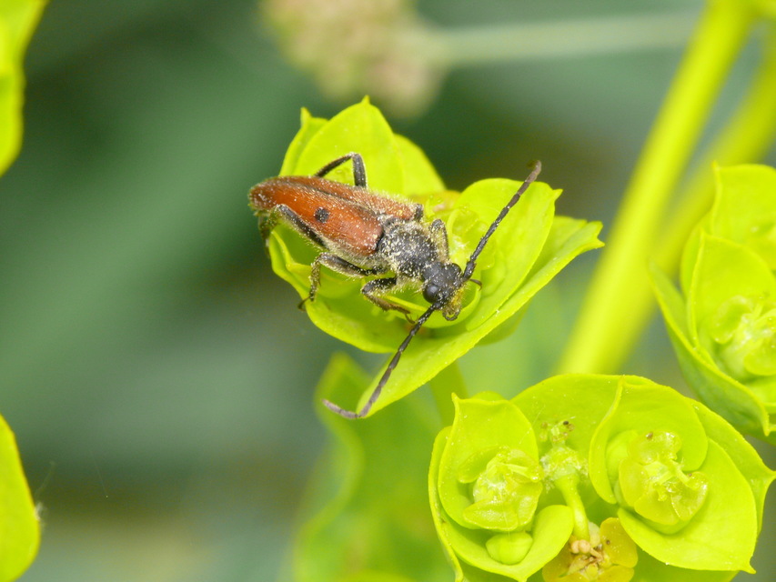 Vadonia unipunctata - kétpettyes virágcincér