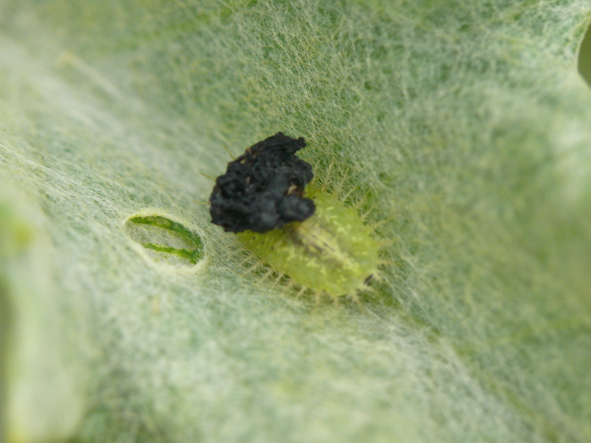Cassida