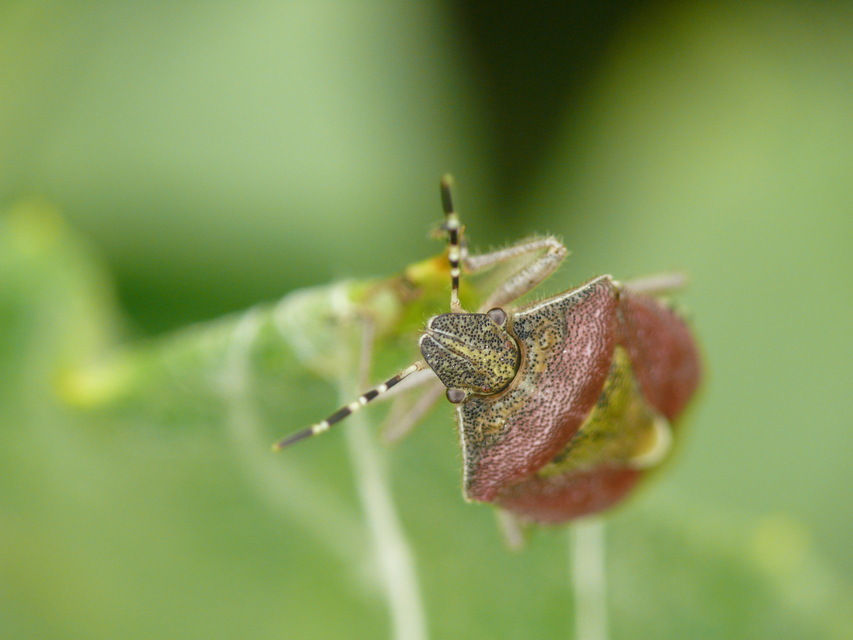 Dolycoris baccarum - közönséges bogyómászó-poloska Dolycoris baccarum - közönséges bogyómászó-poloska