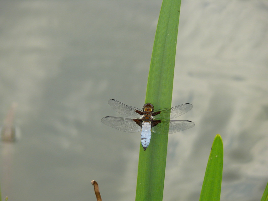 Libellula depressa - széles laposacsa