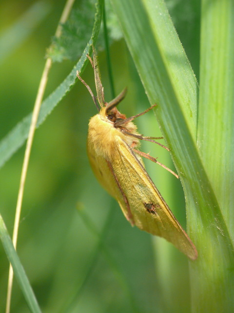 Diacrisia sannio - vörösszélű medvelepke