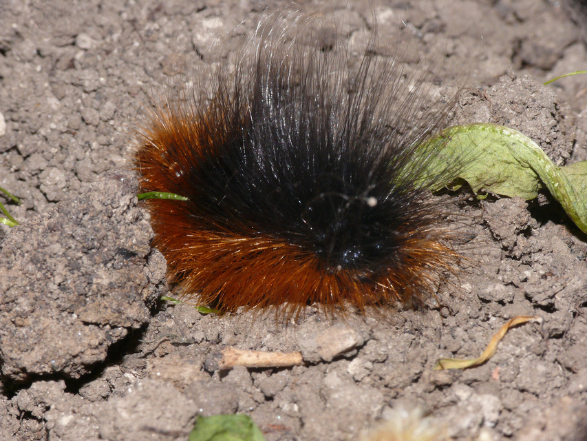 Arctia caja - közönséges medvelepke