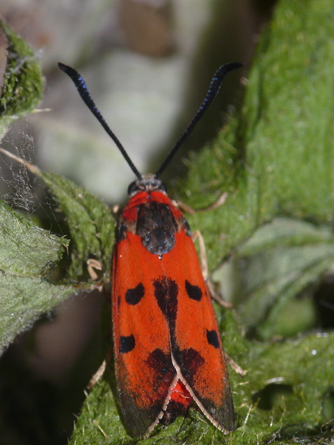 Zygaena laeta - vörös csüngőlepke