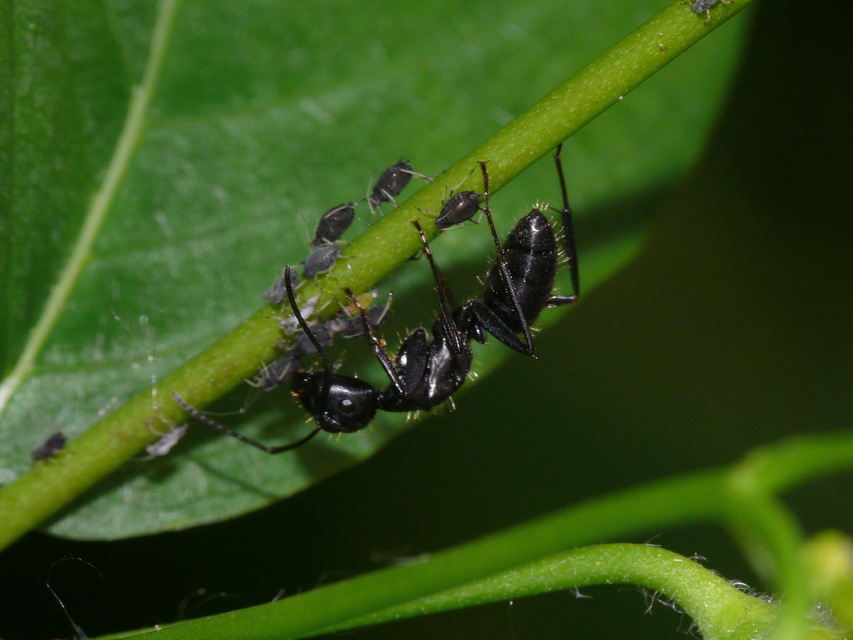 Camponotus vagus - fekete lóhangya