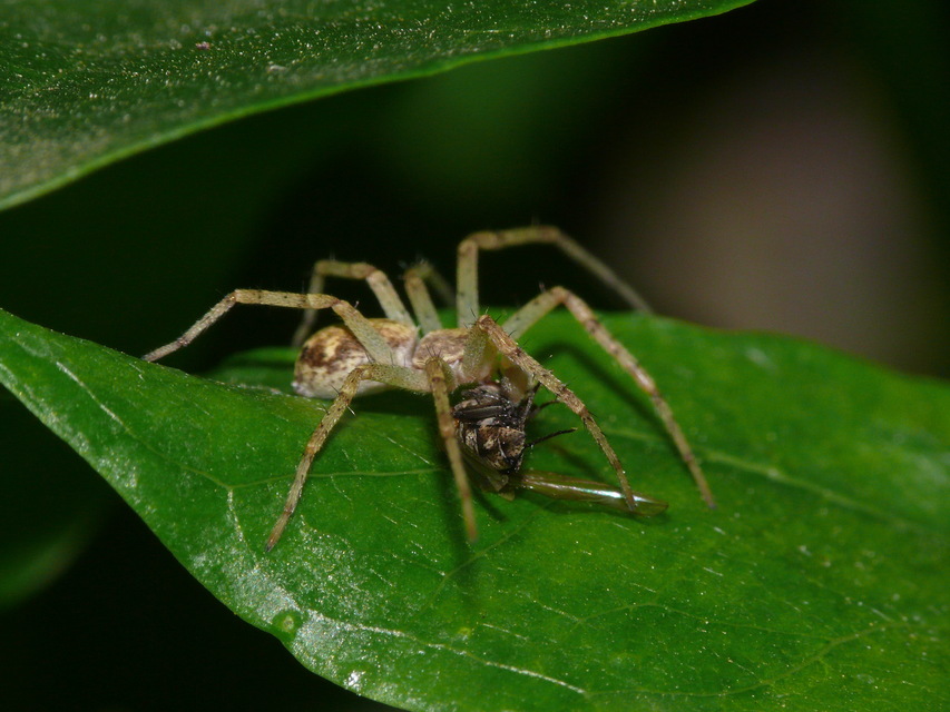 Philodromus