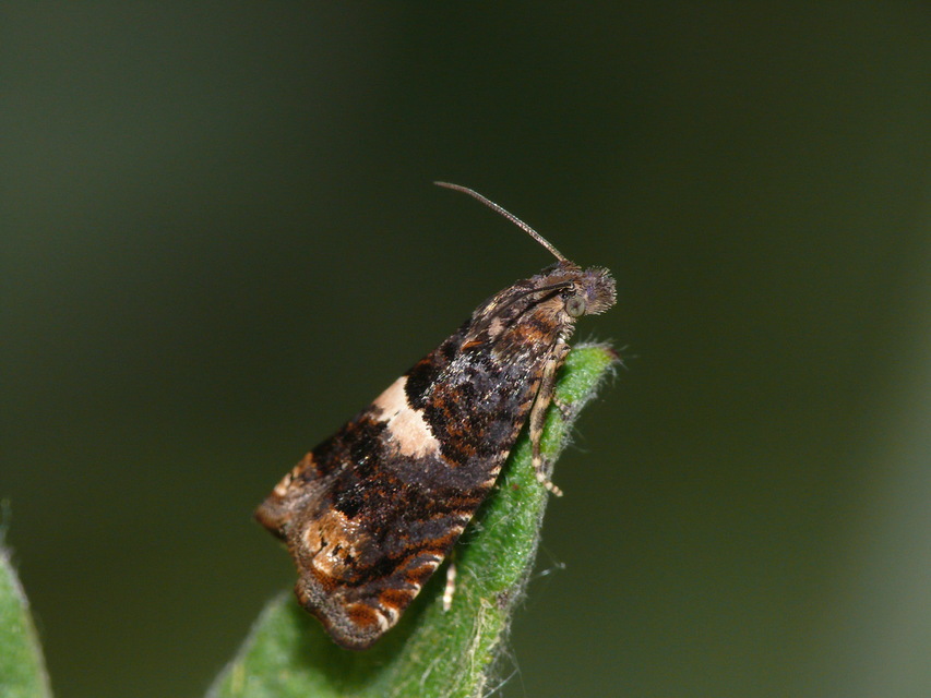 Olethreutinae