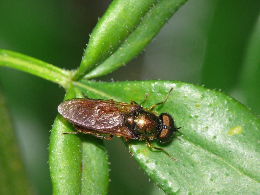 Chloromyia