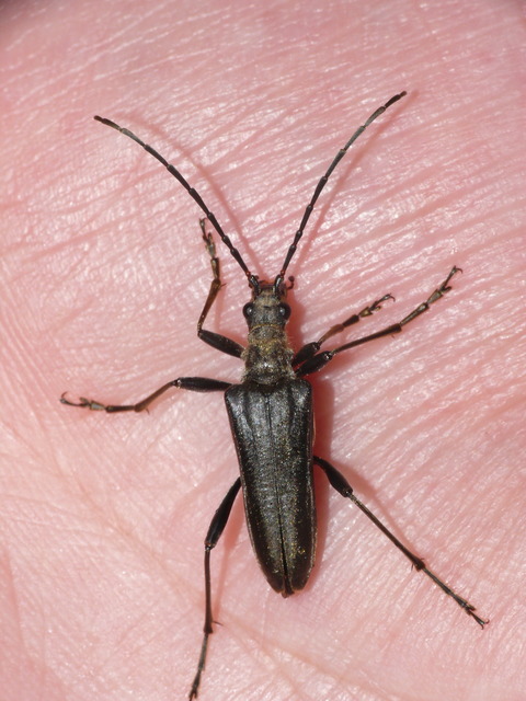 Stenocorus meridianus - fűz-gyökércincér