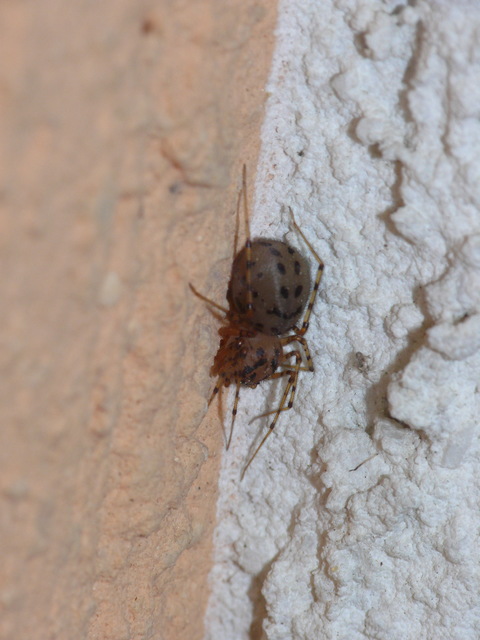 Scytodes thoracica - közönséges csupaszpók