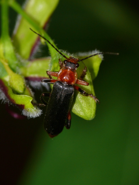 Cantharis livida - mezei lágybogár