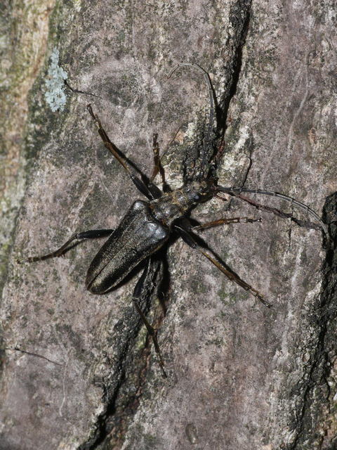 Stenocorus meridianus - fűz-gyökércincér