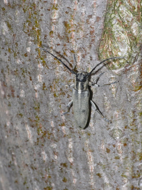 Phytoecia nigricornis - ürömcincér