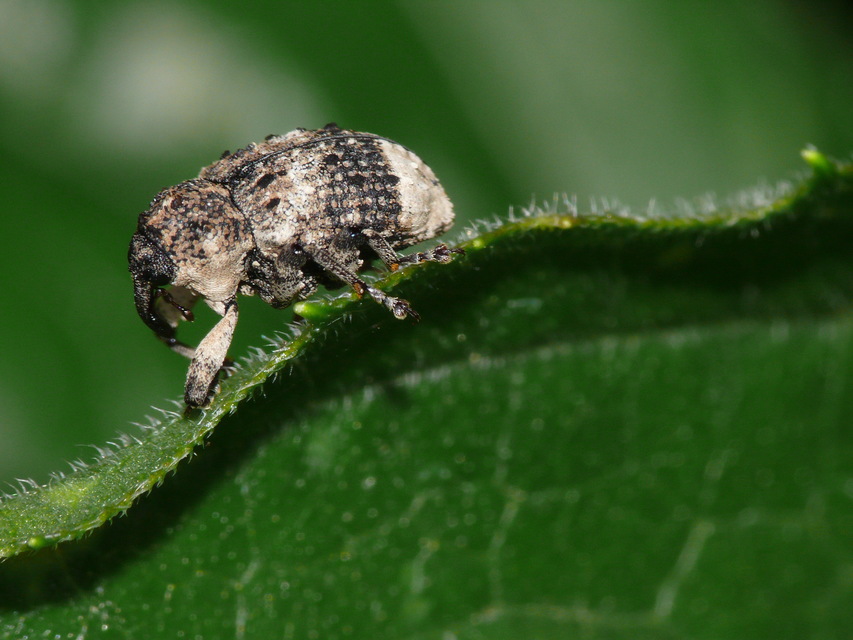 Cryptorhynchus lapathi - tarka fűzormányos
