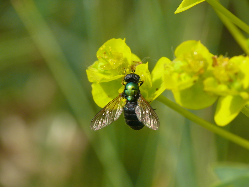 Chloromyia formosa - közönséges fémeslégy