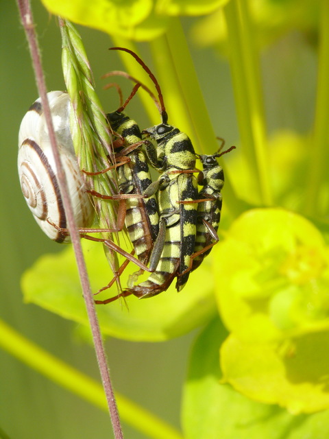 Echinocerus floralis - lucerna-darázscincér