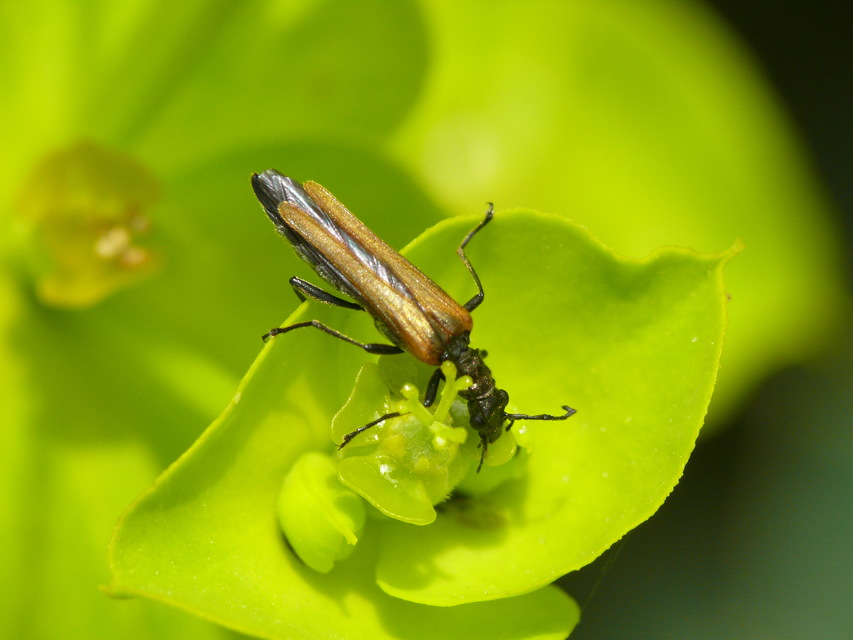 Oedemera femorata - sárgahátú álcincér